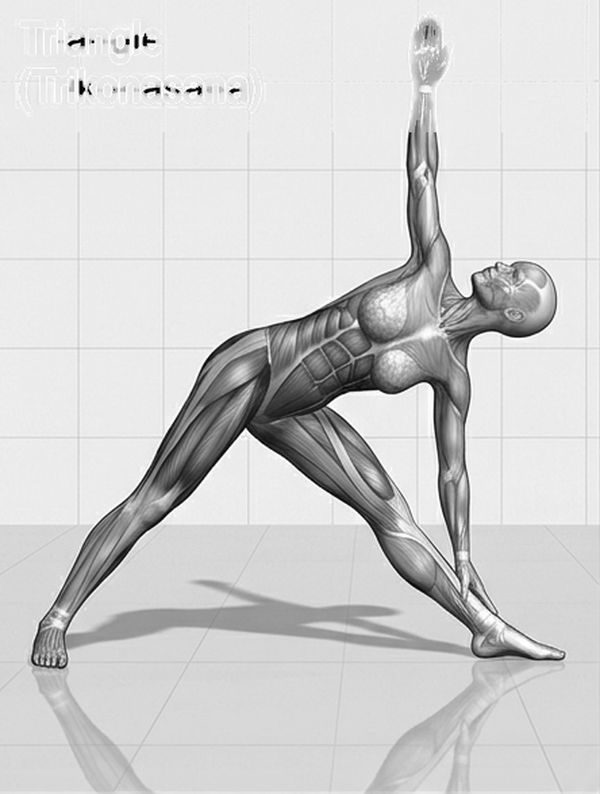 Line illustration of Triangle pose